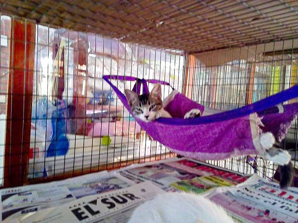 Esperando para ser adoptado Esperando para ser adoptado