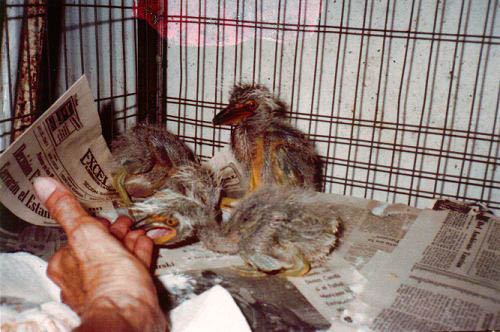 Polluelos de garzas huérfanos Polluelos de garzas huérfanos
