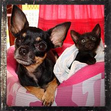 Perrita y gatito Perrita y gatito