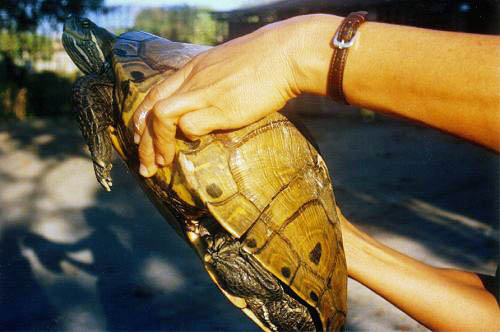 Tortuga de estero con el caparazón roto Tortuga de estero con el caparazón roto